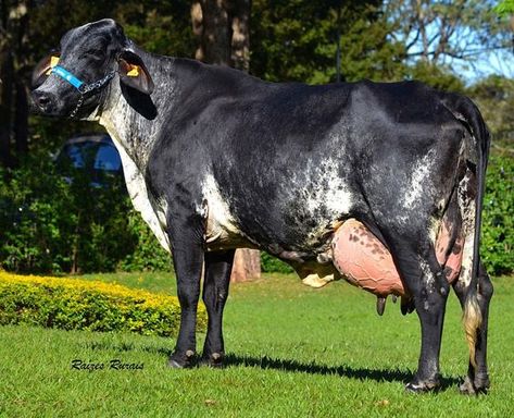 Gado Leiteiro, Farm Pictures, Jersey Cow, Bull Cow, Dairy Cattle, Farm Photography, Cattle Breeds, Cow Pictures, Beef Cattle