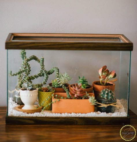 Love finding objects that would otherwise be considered trash and useless and making them useful? She fills a fish tank with water, but the gorgeous result has nothing to do with pets. Check it out now! Tank Terrarium, Diy Succulent Terrarium, Fish Tank Terrarium, Diy Fish Tank, Beautiful Terrariums, Diy Aquarium, Mini Terrarium, Fish Tank Ideas, Aquarium Terrarium