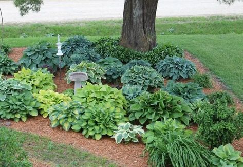 15 Plants That'll Grow Well (Not Just Survive) Under a Pine Tree Hostas Under Trees, Underplanting Trees, Pine Tree Landscaping, Garden Ideas Under Trees, Pine Tree Garden, Trees Images, Tree Landscaping, Plants Under Trees, Landscaping Around Trees