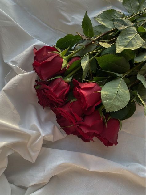 Red rose | Flower therapy, Beautiful bouquet of flowers, Beautiful rose flowers Rose In Water Aesthetic, Long Stem Red Roses, 5 Roses Bouquet, Soft Flowers Aesthetic, Bouquet Of Red Roses Aesthetic, Rose Flower Aesthetic Red, Bouquet Of Roses Aesthetic, Rose Aesthetic Flower, Red Rose Bouquet Aesthetic