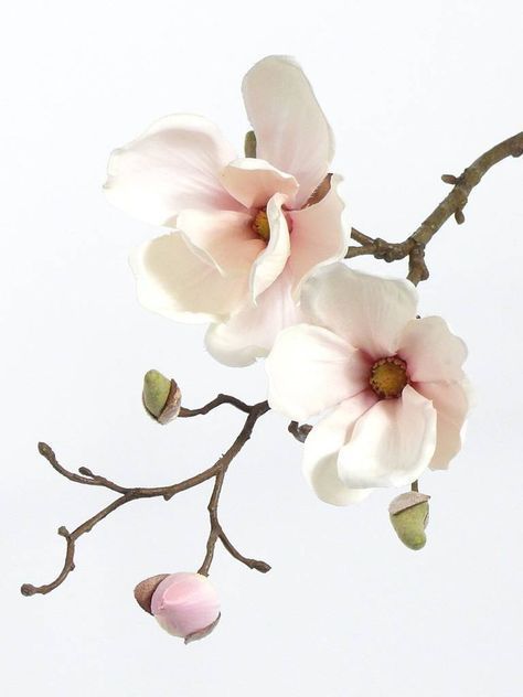 Caring Person, Flower References, Magnolia Branch, Flower Reference, Bad Person, Magnolia Flower, Flower Branch, Sugar Flowers, Flower Photos