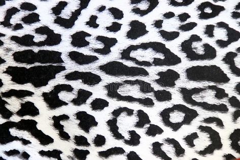 Snow leopard skin pattern close-up spots detail. Close up of the skin of a snow leopard, panthera uncia, with black and white spots pattern stock image Snow Leopard Pattern, Leopard Skin, Spots Pattern, Skin Pattern, White Leopard, Snow Leopard, Photo S, Leopard Pattern, Animal Print Rug