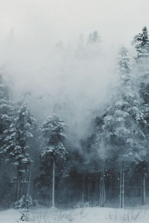 foggy winter's day Snow Woods Aesthetic, Ice Forest, Winter Clouds, Snow Clouds, Winter Szenen, Nature Architecture, Winter Scenery, Winter Beauty, Winter Trees