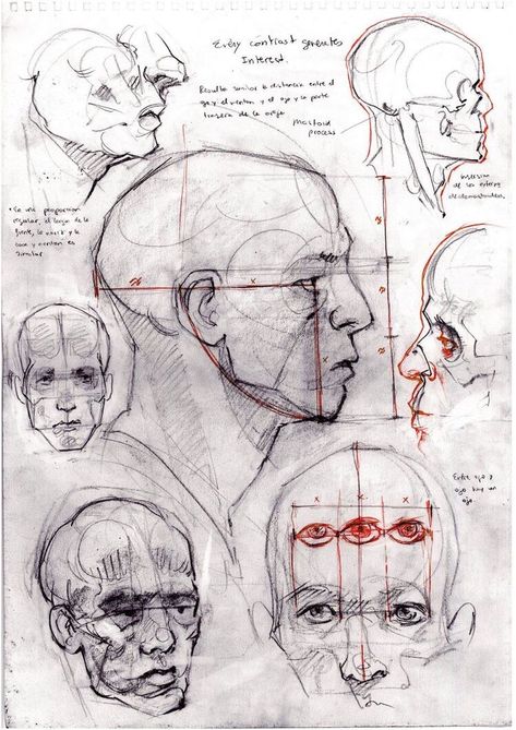 Art Of Drawing, Head Anatomy, Drawing Anatomy, Human Anatomy Drawing, Drawing Heads, Human Anatomy Art, Human Drawing, Anatomy Sketches, Anatomy For Artists