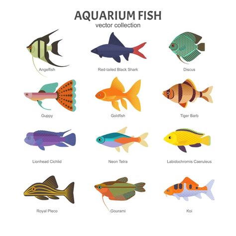 Fish: Illustrated chart setting types of aquarium fish. #fishillustration #illustration #fishart #art #artist Fish Names, Fish Chart, Ikan Air Tawar, Tropical Freshwater Fish, Freshwater Aquarium Fish, Fish Supplies, Fish Illustration, Cute Fish, Fish Aquarium