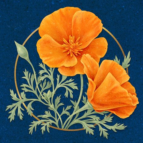 California Poppy Botanical Illustration, California Poppy Illustration, California Poppy Drawing, Bobcat Painting, Poppy Color Palette, Californian Poppies, Ca Poppy, California Poppy Flower, California Poppy Art