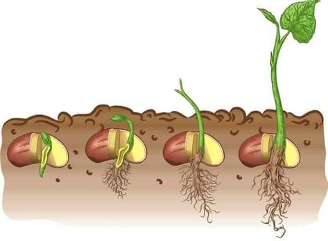 Vegetable Planting Guide, Christmas Classroom Door, Classroom Anchor Charts, Science Vocabulary, Bean Plant, Best Nature Images, Desain Buklet, Learning English For Kids, Plant Life Cycle