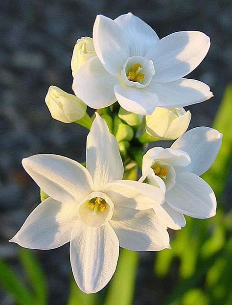 Paperwhite Flowers, Narcissus Tattoo, Narcissus Bulbs, December Birth Flower, Narcissus Flower, Bulbs Indoor, Garden Bulbs, Spring Bulbs, Winter Flowers