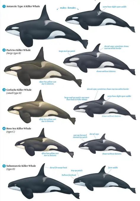 Orca Whales Photography, Orca Art, Whale Pictures, Whale Illustration, Save The Whales, Orca Whale, Wild Animals Pictures, Whale Art, Orca Whales