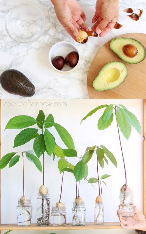 2 easy ways to grow avocado tree from seed in soil or water, better than toothpicks method! Best tips on germination, indoor & outdoor planting, & more!  – A Piece of Rainbow #indoorplants #houseplants #gardening #indoorgarden #farmhouse #boho #bohemian #homedecor #livingroom #bedroom indoor plants, houseplants, gardening, indoor garden, modern, farmhouse, boho, bohemian, home décor, living room, bedroom, propagation station #propagation Grow Avocado From Seed, Avocado Tree From Seed, Avocado From Seed, Grow Mango, Avocado Plant From Seed, Avocado Seed Growing, Mango Trees, Fruit Bearing Trees, Tattoo Plant