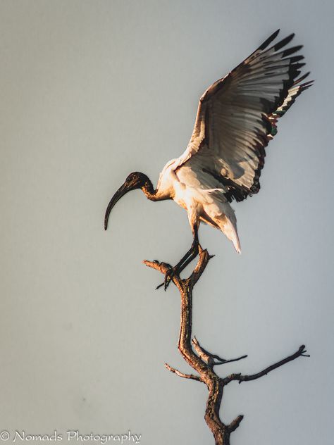 Alight The African sacred ibis is a species of ibis, a wading bird of the family Threskiornithidae. It is especially known for its role in Ancient Egyptian religion, where it was linked to the god Thoth. Ibis Bird Egypt, Egyptian Animals Ancient Egypt, Ibis Bird Art, Ibis Bird Drawing, African Sacred Ibis, A Master Of Djinn, Ibis Tattoo, Egyptian Bird, Thoth God