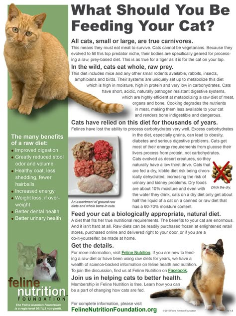 Raw Cat Food, Cat Breeding, Cat Food Recipes, Raw Cat Food Recipes, Homemade Cat Food, Cat Diet, Pet Nutrition, Cat Nutrition, Cat Tips