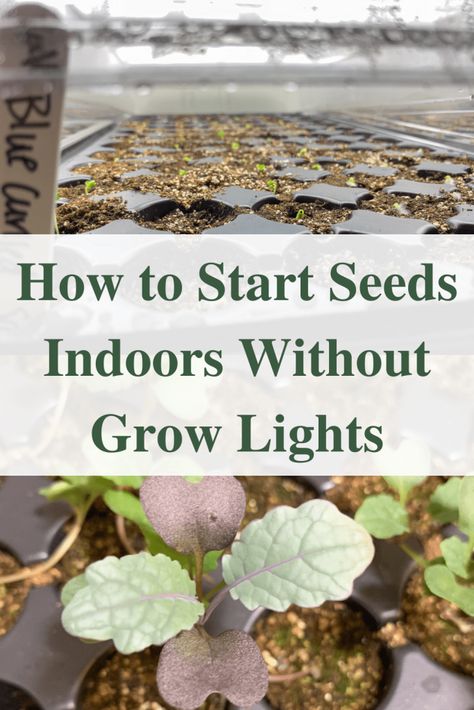 How to start seeds indoors without grow lights for success Seed Starting Table, Indoor Greenhouse Diy Seed Starting, Diy Plant Grow Light, Greenhouse Grow Lights, Indoor Seedling Setup, Grow Lights For Seed Starting, How To Start Seeds Indoors, Diy Seed Starting Tray, Indoor Seed Starting Setup