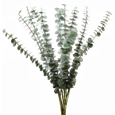 eucalyptus - Google Search Spiral Eucalyptus, Lisianthus Flowers, Candle Logo, Flower Identification, Flower Guide, Fresh Flower Delivery, Fall Color Palette, Flower Names, Wholesale Flowers