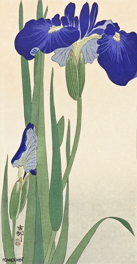 Blue Irises (1900 - 1930) by Ohara Koson (1877-1945). Orig… | Flickr Japanese Sketch, Moku Hanga, Asian Nature, Art Chinois, Ohara Koson, Japanese Art Prints, Japanese Wall Art, Illustration Botanique, Art Japonais