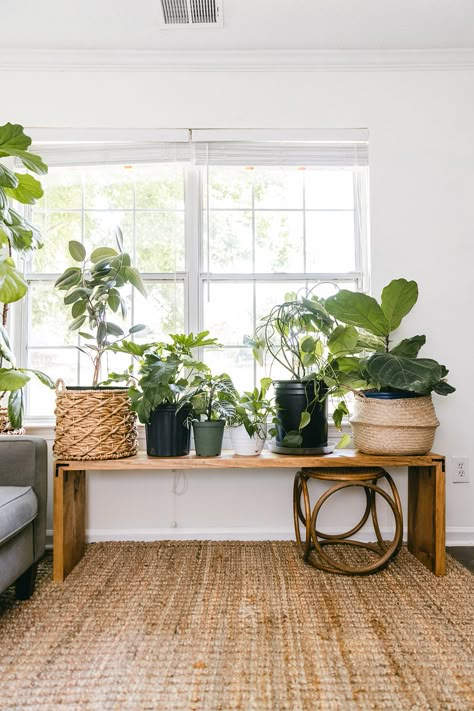 DIY Stained Plant Bench - Live Pretty on a Penny Cute Plant Stands, Diy Plant Bookcase, Plant Tables Indoor, Modern Farmhouse Plant Stand, Diy Window Plant Stand, Plant Area Indoor, Plant Table Indoor Window, Table Plants Indoor, Indoor Bench Decor