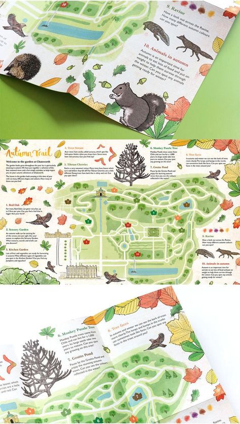 illustrative map with delicate illustrations of autumnal animals and plants featured on an annotated map of the Chatsworth grounds Maps Illustration Design, Map Reference, Event Poster Design Inspiration, Leaflet Layout, Monkey Puzzle Tree, Science Communication, Wildlife Rescue, Nature Projects, Infographic Map