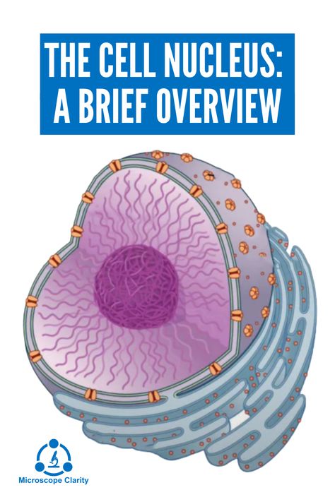 The nucleus is a crucial organelle that functions as the control center or ‘leader’ of the cell. The nucleus performs two critical functions; it stores the organism’s instruction manual in the form of DNA and regulates all the cell’s activities including growth, reproduction, communication, gene expression and protein synthesis. Cell Nucleus, S Activities, Biology Lessons, Bible Words Images, Control Center, Gene Expression, Infographic Design Inspiration, Protein Synthesis, Living Things