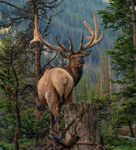 Hangout Place, Elk Pictures, Moose Deer, Bull Elk, Elk Hunting, Mountain Goat, Winter Animals, Majestic Animals, Forest Friends