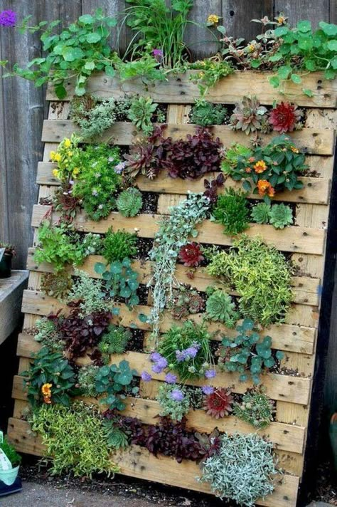 Succulent Pallet, Pallet Planter Diy, Pallet Gardens, Pallet Garden Ideas, Palette Garden, Decorating Balcony, Indian Balcony, Vertical Pallet Garden, Herb Garden Pallet