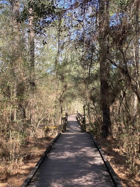 Lake Livingston State Park, Livingston Texas, Texas Lakes, Pollinator Garden, Livingston, Picnic Area, Butterfly Garden, National Forest, Beautiful Tree