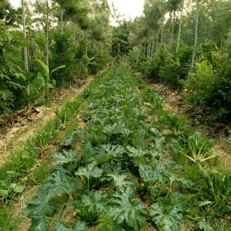 Syntropic Farming Syntropic Garden, Syntropic Farming, Electro Culture Farming, Tropical Permaculture, Syntropic Agroforestry, Integrated Farming, Agrotonomy Tower Farms, Commercial Farming, Backyard Food