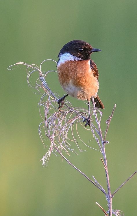 Male Stonechat Titmouse Bird Drawing, Bustard Bird, Spotted Pardalote Bird, Sooty Tern Bird, Birds Photos, Watercolour Birds, Stonechat, Garden Wildlife, Spotted Towhee Bird