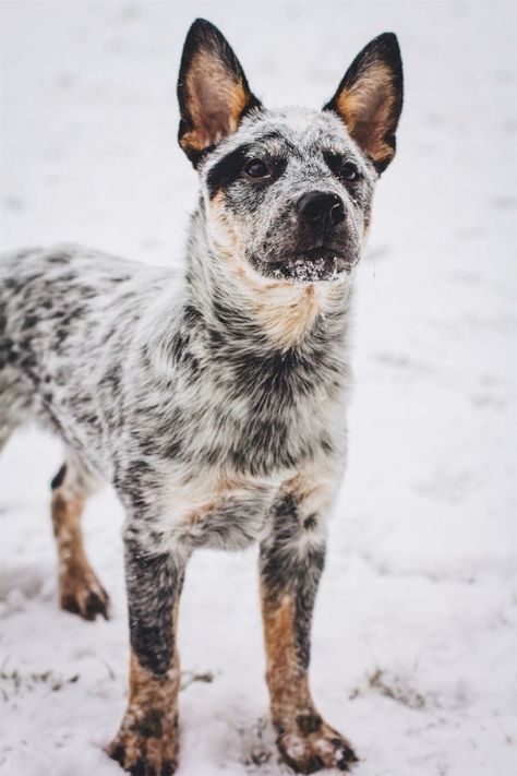 Blue Healers Dog, Australian Shepherd Husky, Blue Healer, Austrailian Cattle Dog, Red Heelers, Cattle Dogs Rule, Heeler Dogs, Blue Heeler Puppies, Heeler Puppies