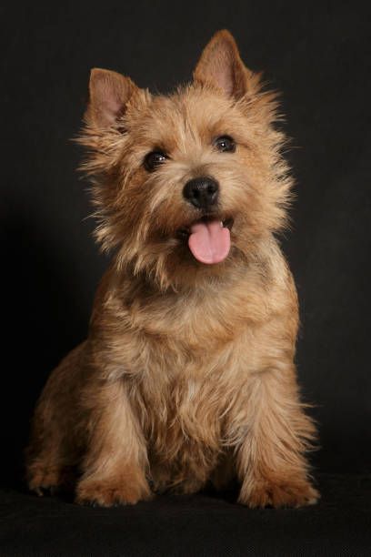 117 Norwich Terrier Stock Photos, Pictures & Royalty-Free Images - iStock Norwich Terrier Puppy, Scottie Puppies, Animals Reference, Small Terrier, Dog Peeking, English Dogs, Norfolk Terrier, Norwich Terrier, Terrier Breeds