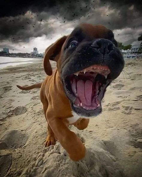 Funny Boxer Dogs, Baby Boxer Puppies, Boxador Puppies, Boxer Dogs Brindle, Cute Boxer Puppies, Boxer Dogs Funny, Boxer Dogs Art, Top Dog Breeds, Dragon Stuff