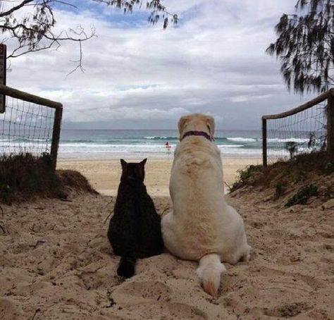 24 Cats Who Fell in Love With Dogs, and This Looks Like the Cutest Thing Ever Big Dog Toys, San Myshuno, Best Dog Breeds, Popular Dog, Cat Aesthetic, Cute Cats And Dogs, Big Dogs, Dog Accessories, Cat Love