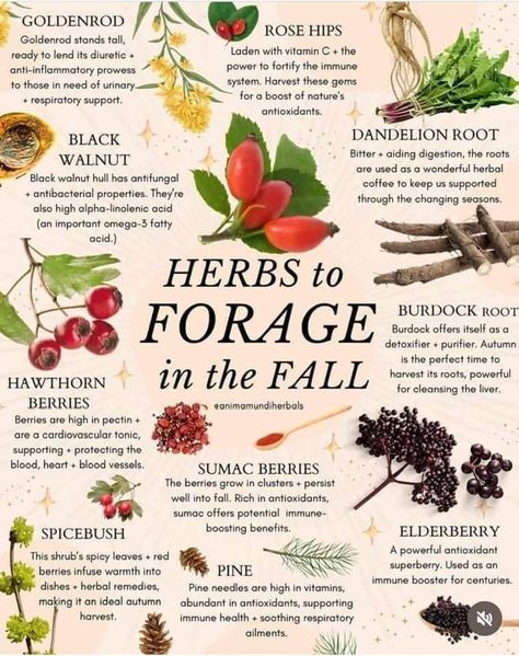 Herb Foraging, Medicinal Foods, Magick Herbs, Food Foraging, Mama Earth, Wild Food Foraging, Herbal Remedies Recipes, Foraging Recipes, Medicinal Herbs Garden