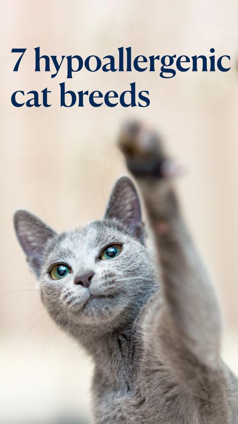 More than 46 million homes in the U.S. have a cat. But if you’re allergic, opening your house to a feline friend can be … complicated. That said, there are some “hypoallergenic” cats that can be a good fit for your allergies.  #cat #cats #catbreeds #hypoallergenic Hyperallergic Cats, Keetso Cats, Non Shedding Cats, Cats Hypoallergenic, Hypoallergenic Cat Breeds, Cats That Dont Shed, Cat Breeds Hypoallergenic, Fluffy Cat Breeds, Hypoallergenic Cats