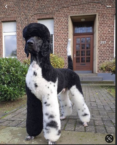 Aussiedoodle Grooming, Poodle Groom, Standard Poodle Cuts, Standard Poodle Haircuts, Poodle Haircut Styles, Parti Poodle, Poodle Hair, Poodle Haircut, Dog Grooming Shop