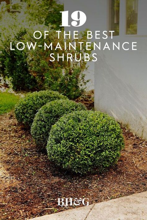 Setting the standard for formal clipped hedges, boxwood has the ability to withstand frequent shearing and shaping into perfect geometric forms. #garden #gardenideas #gardenplants #landscaping #besthedges #hedgeideas #bhg Large Front Yard Hardscaping Ideas, Easy Bushes For Landscaping, Easy Care Shrubs, Backyard Shrubs Landscaping Ideas, Modern Midwest Landscaping, Soft Touch Holly Landscaping, Large Bushes In Front Of House, Full Sun Bushes Shrubs, Private Backyard Landscaping