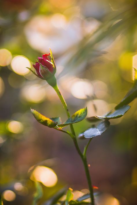 Forest Date, Photography Of Flowers, Rose Wallpapers, Let's Make Art, Flower Cottage, Thistle Flower, Flowers Photography Wallpaper, Photography Wallpaper, Wild Roses