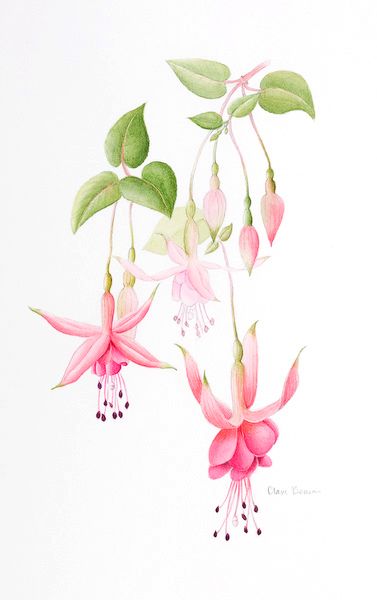 Clare Benson Art Houses, Vintage Flower Prints, Floral Drawing, Watercolor Flower Art, Watercolor Flowers Paintings, Botanical Painting, Botanical Watercolor, Botanical Drawings, Flower Art Painting