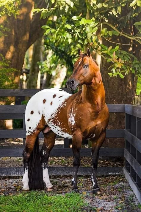 Type Of Horses, Wild Horses Mustangs, Horse Markings, Rare Horses, Indian Horses, American Paint Horse, Gorgeous Horses, Horse Inspiration, Appaloosa Horse