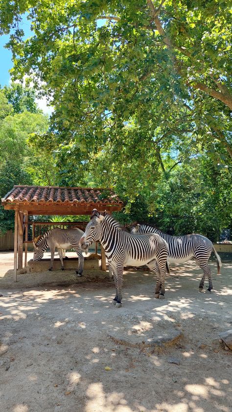 Zebra, zoo Sanctuary Aesthetic, Zoo Aesthetic, Mysore Zoo, Zoo Pals, Zoo Enclosures, Statue Of Liberty Facts, Adventure Forest, Zoo Pictures, Farm Resort