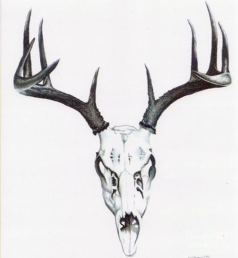 Stag Skull Tattoo, Deer Skull Drawing, Deer Hunting Tattoos, Deer Skull Tattoo, Antler Tattoos, Deer Skull Tattoos, Deer Tattoo Designs, Bull Skull Tattoos, Hunting Tattoos