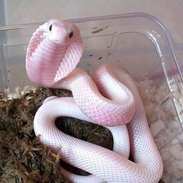 Baby Snakes, Pretty Snakes, Cute Reptiles, Cute Snake, Pet Snake, Cute Small Animals, Beautiful Snakes, Pink Snake, Pretty Animals