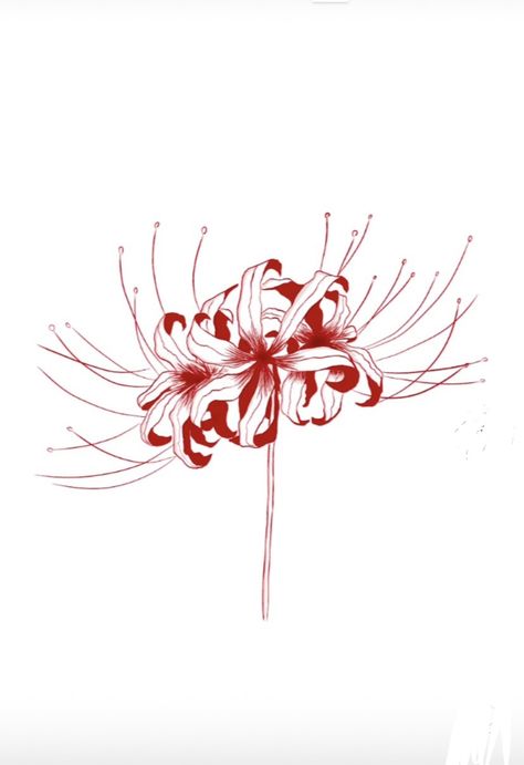 Spider Lily Pattern, Red Spider Lily Drawing, Spider Lily Drawing, Matching Tattoos Ideas, Flowers Lilly, Sketch Body, Lycoris Radiata, Spider Lilies, Lillies Tattoo