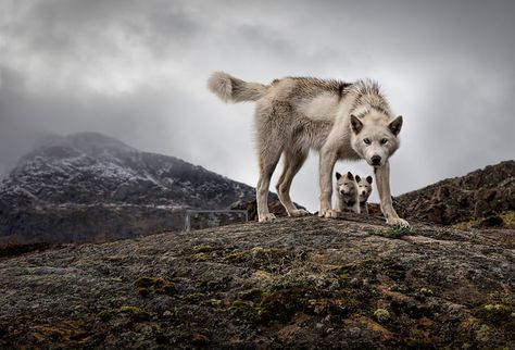 🔥🔥🔥 Mother wolf protecting her cubs 🔥🔥🔥 Wolf Core, Regard Animal, Wolf Love, Wolf Pictures, Beautiful Wolves, Wolf Spirit, Wild Dogs, Wolf Dog, Dog Sledding