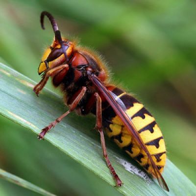 Ant Hill Art, Nest Sculpture, Wasps And Hornets, Ant Species, Fire Ant, Ant Colony, Carpenter Ant, Amazing Pumpkin Carving, Rid Of Ants