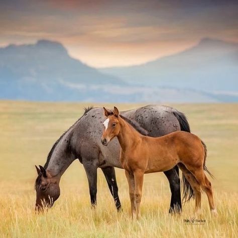 Horses Grazing, Totem Animal, Types Of Horses, Cowboy Horse, Wild Mustangs, Most Beautiful Horses, Horses Equestrian, I Love Horses, All The Pretty Horses