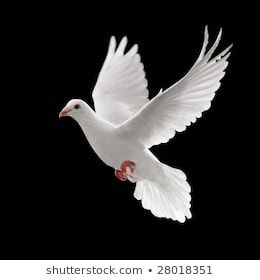 Flying White Dove Isolated On Black Stock Photo (Edit Now) 28083889 Dove Flying, Dove Images, Dove Pictures, Fear Of Flying, Best Photo Background, Love Background, Love Background Images, Black Background Images, Dslr Background