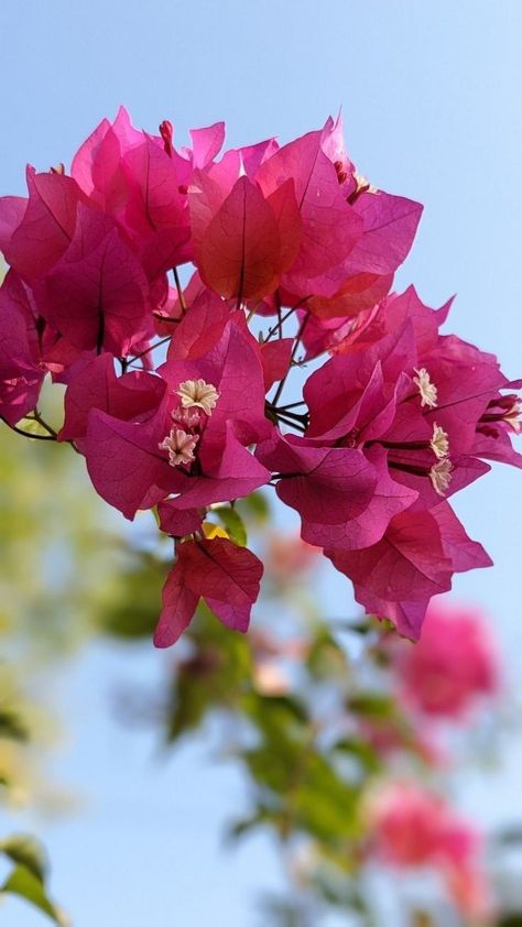 Profile Flower Picture, Bougainvillea Aesthetic Wallpaper, Bogenvilla Aesthetic, Bogunvellia Flowers Aesthetic, Soft Floral Aesthetic, Bougainvillea Aesthetic, Flower Bougainvillea, Aesthetic Flower Tattoo, Flowered Nails