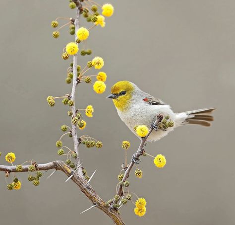 Look for Energetic Verdin Birds in the Southwest Homemade Hummingbird Food, Arizona Painting, Arizona Birds, Bird Reference Photos, Desert Habitat, Bird Nesting Material, Farm Tips, Hummingbird Nectar, Bird Reference