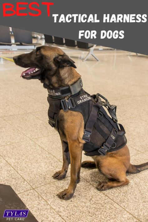 Dog Tactical Vest, Dog Tactical Gear, Tactical Dog Gear, Dog Armor, Working Dog Breeds, Tactical Harness, Tactical Dog Harness, Working Dogs Breeds, Dog Walking Accessories