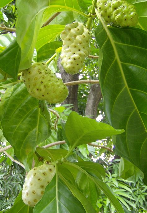 Noni Juice, Noni Fruit, Bumbo, Exotic Fruit, Tropical Fruits, Delicious Fruit, Fruit And Veg, Tropical Fruit, Exotic Plants